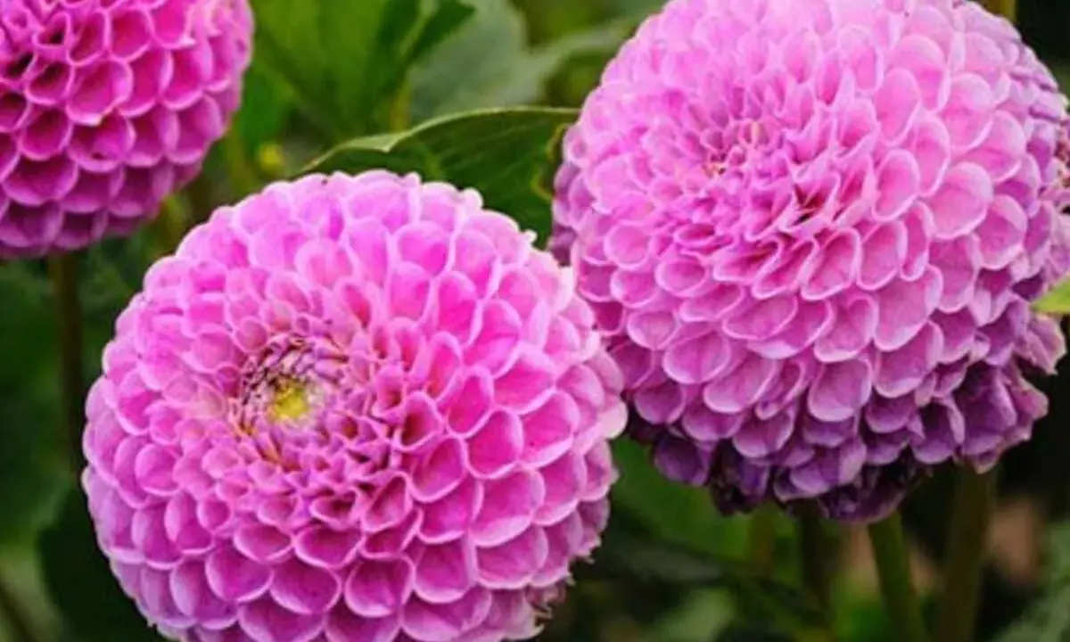 Trois dahlias roses aux pétales denses, parfaits comme fleur à planter en avril pour un jardin coloré.
