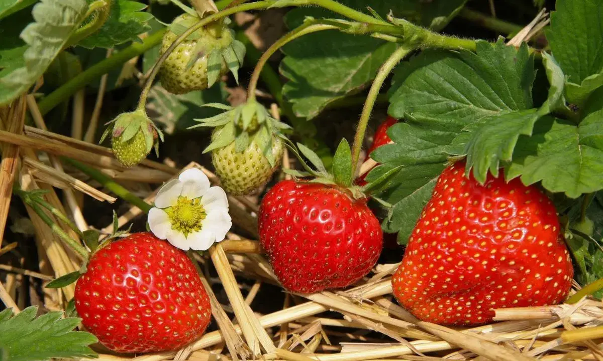 Gros plans sur des variétés de fraises mûres et quelques-unes encore vertes, avec une fleur blanche. Le paillis de paille protège les fruits.