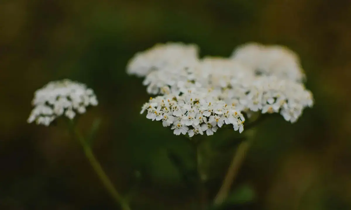 Fleurs blanches d'achillée millefeuille, connues pour leurs nombreux bienfaits.