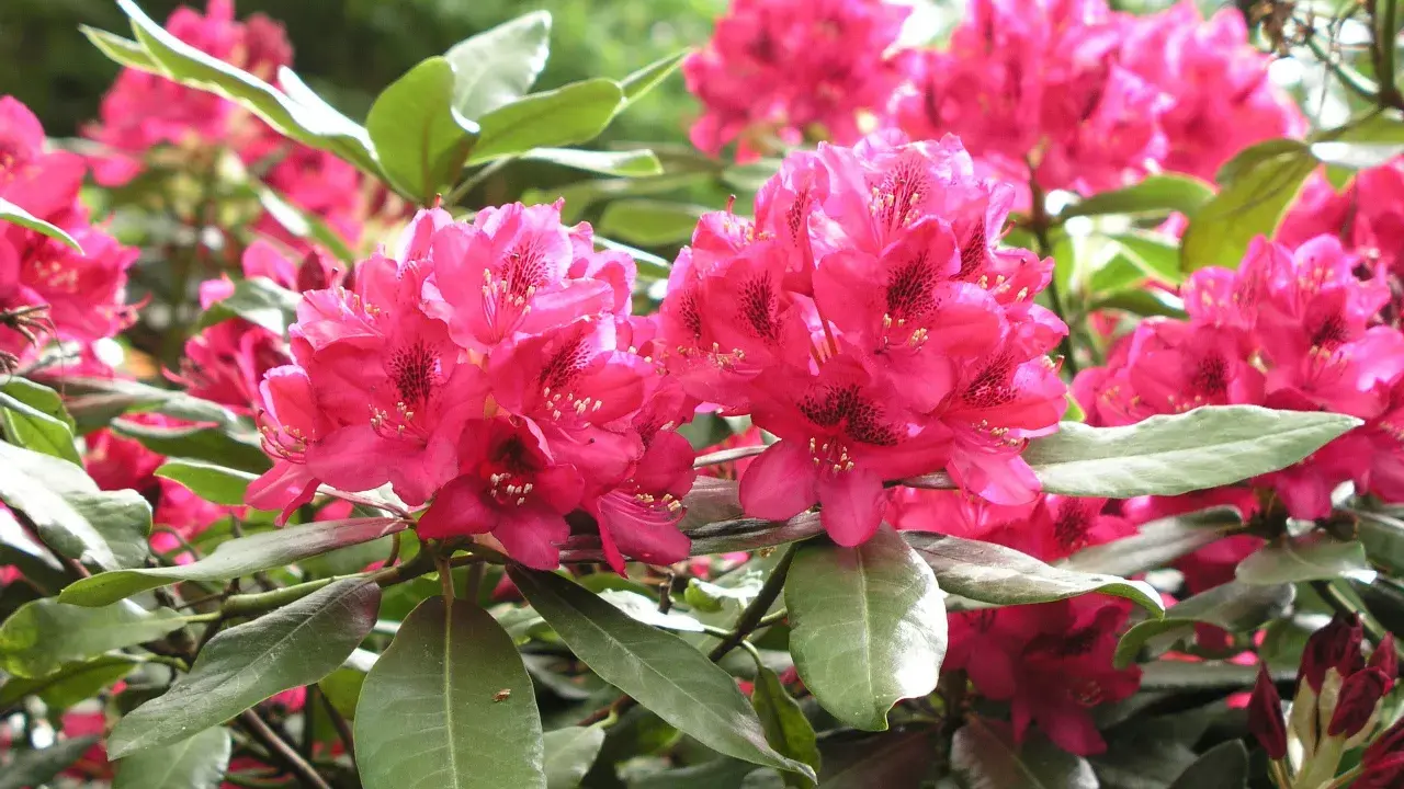 Strahlend pinke Rhododendron-Blüten in voller Pracht. Ein wunderschöner Anblick, der Lust macht, selbst Rhododendron zu pflanzen.
