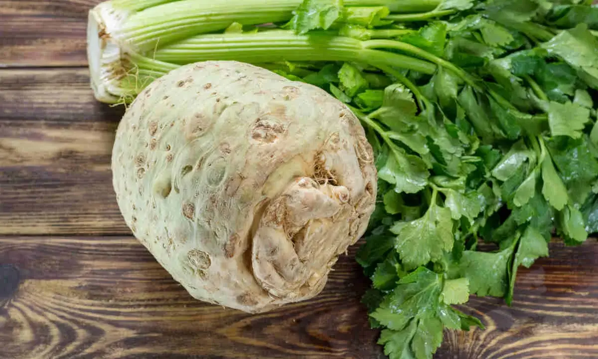 Un céleri-rave rustique et ses tiges vertes sur fond de bois. La culture du céleri rave est une tradition culinaire.