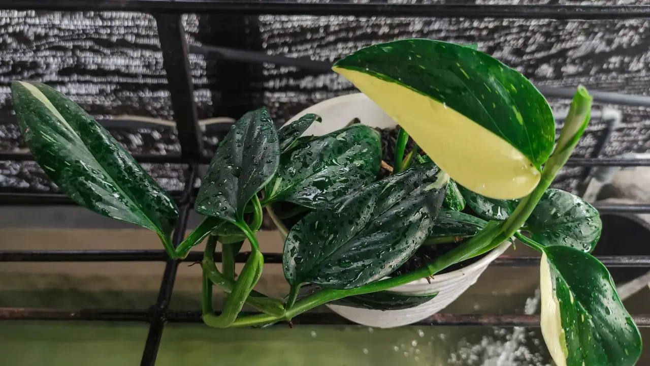 Monstera Standleyana w białej doniczce, z liśćmi pokrytymi kroplami wody, na czarnej kratce.