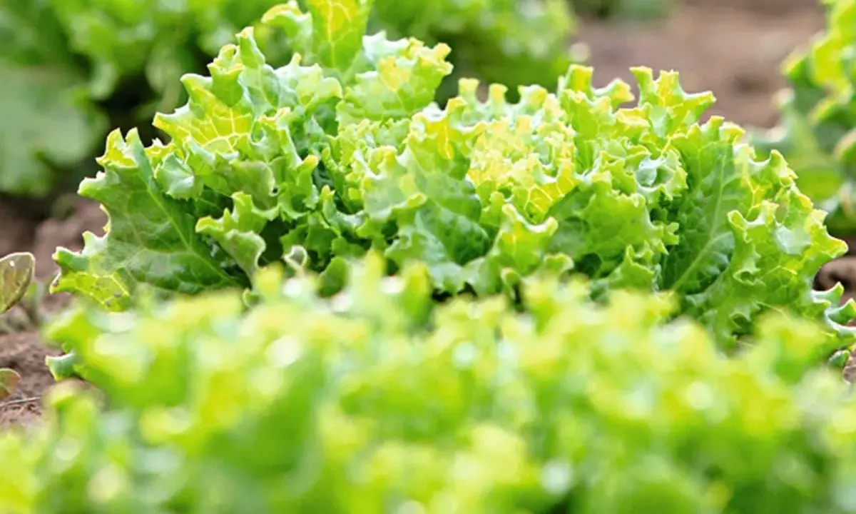 Salades vertes et frisées, prêtes à être repiquées. Le jardinier attend la lune pour un repiquage optimal.