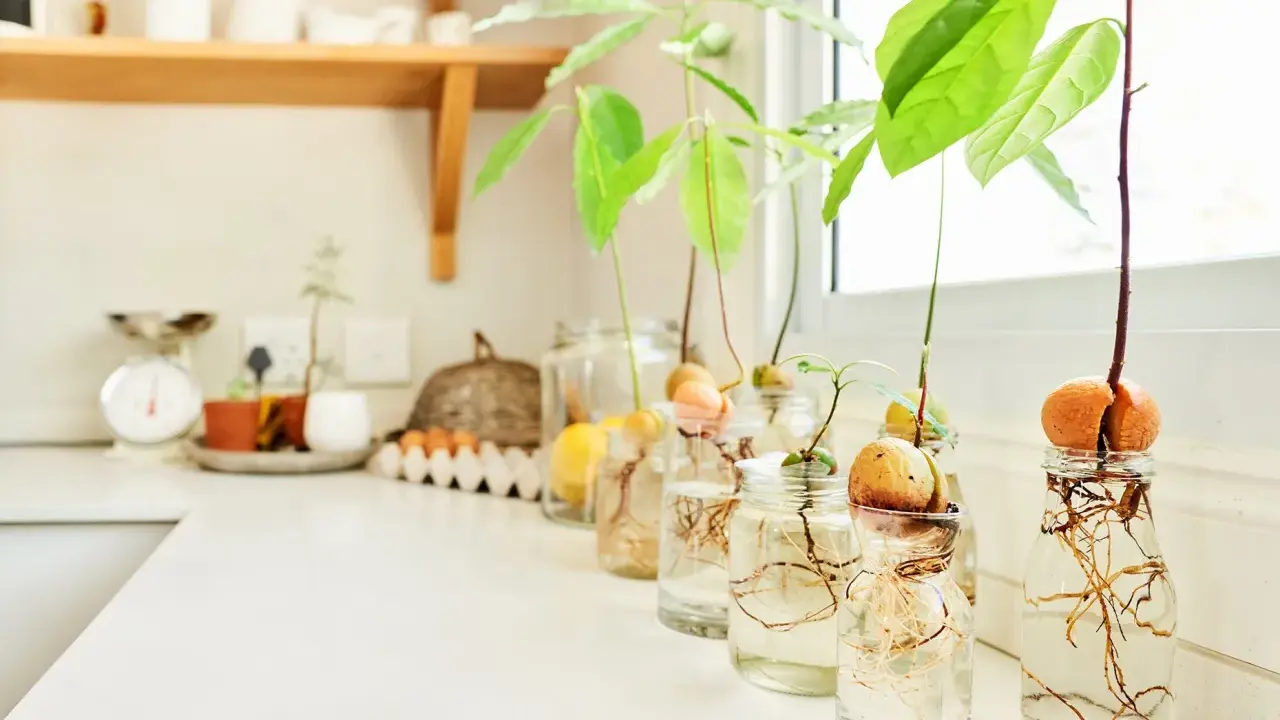 Varios aguacates en proceso de germinación en frascos con agua, mostrando raíces y brotes. Un proyecto para plantar aguacate en casa.