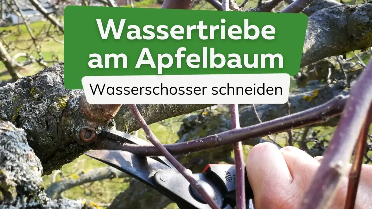 Gärtner schneidet Wasserschosser am Apfelbaum.