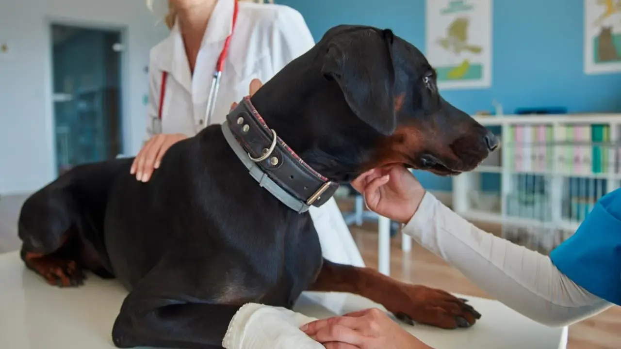 Doberman na stole rehabilitacyjnym, otrzymuje fizjoterapię dla psa. Weterynarz z czerwonym stetoskopem głaszcze psa.