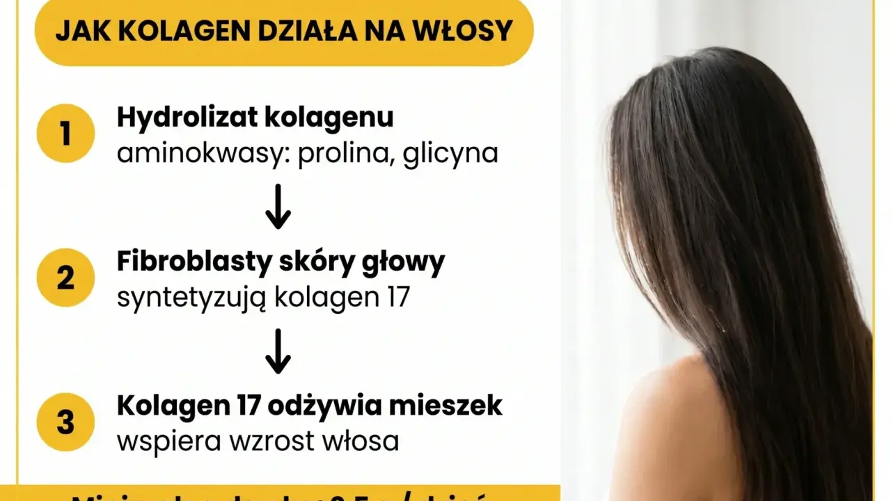 Schemat działania kolagenu do włosów: hydrolizat kolagenu, synteza kolagenu 17 przez fibroblasty, odżywienie mieszka włosowego. Minimalna dawka 2,5 g/dzień.