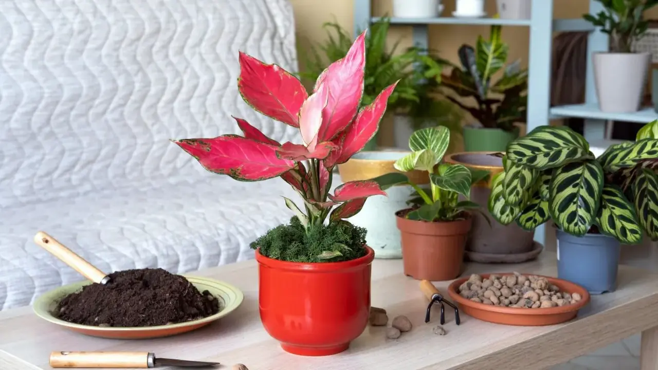 Aglaonema kwiat w czerwonej doniczce, otoczony ziemią, kamykami i narzędziami do pielęgnacji roślin.