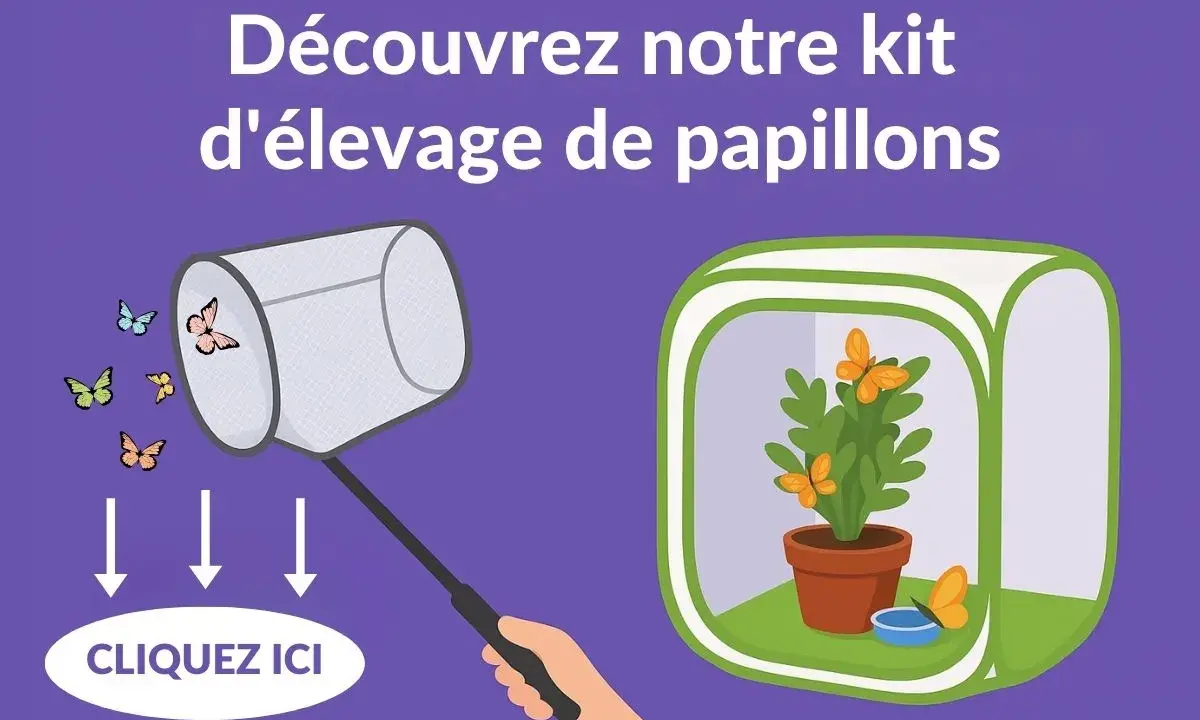 Découvrez notre kit d'élevage de papillons. Voyez que mange un papillon dans sa serre, avec une plante et une coupelle d'eau.