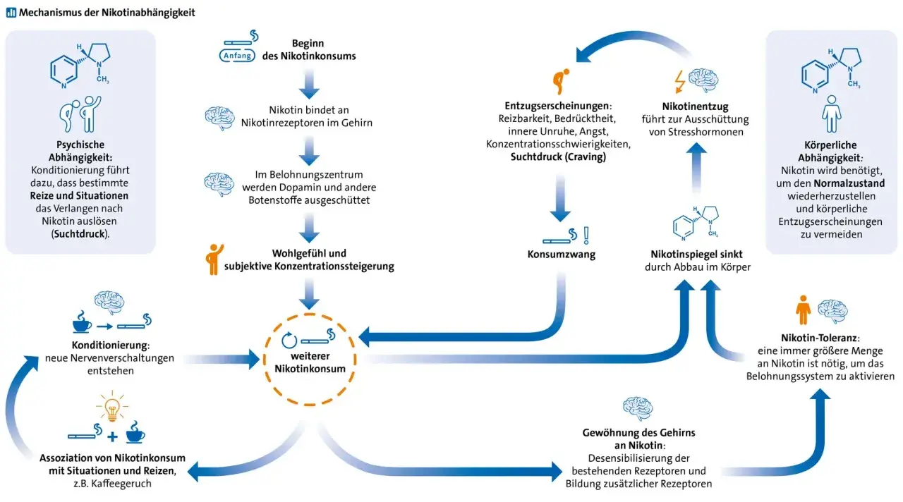 Diagramm erklärt Nikotinabhängigkeit. Nach Rauchstopp können Entzugserscheinungen wie Suchtdruck auftreten.