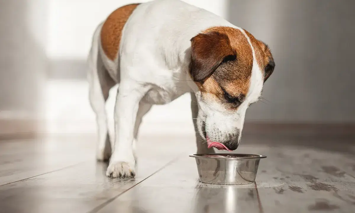 Un chien Jack Russell lèche sa gamelle. L'huile de saumon pour chien, combien de fois par semaine pour une meilleure santé ?