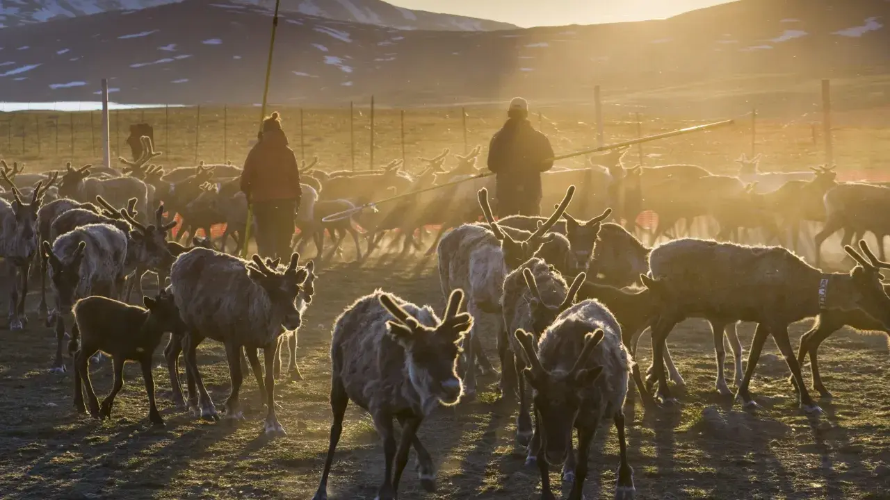 Renar i solnedgången, en del av samernas traditionella liv som ursprungsfolk i Sverige.
