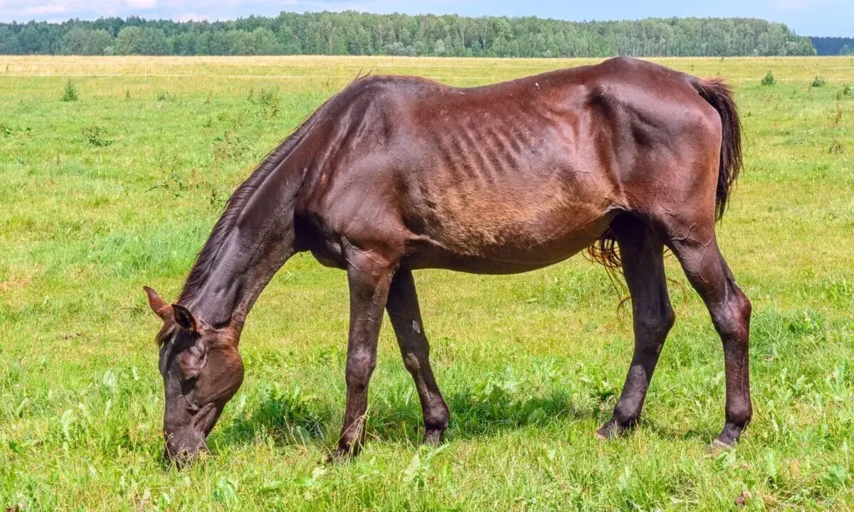 Koń z nadwagą? Skuteczny plan odchudzania krok po kroku