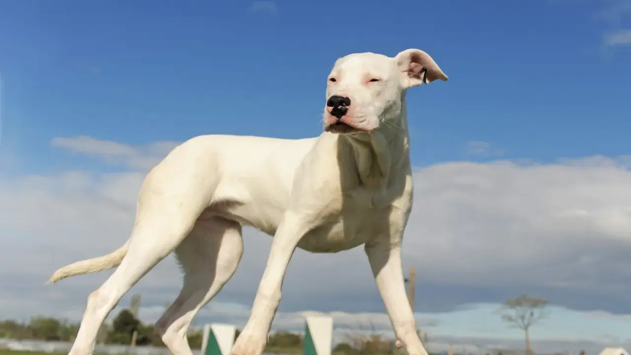 Młody dog argentyński o białej sierści stoi na drewnianej belce, spoglądając w bok na tle błękitnego nieba z chmurami.