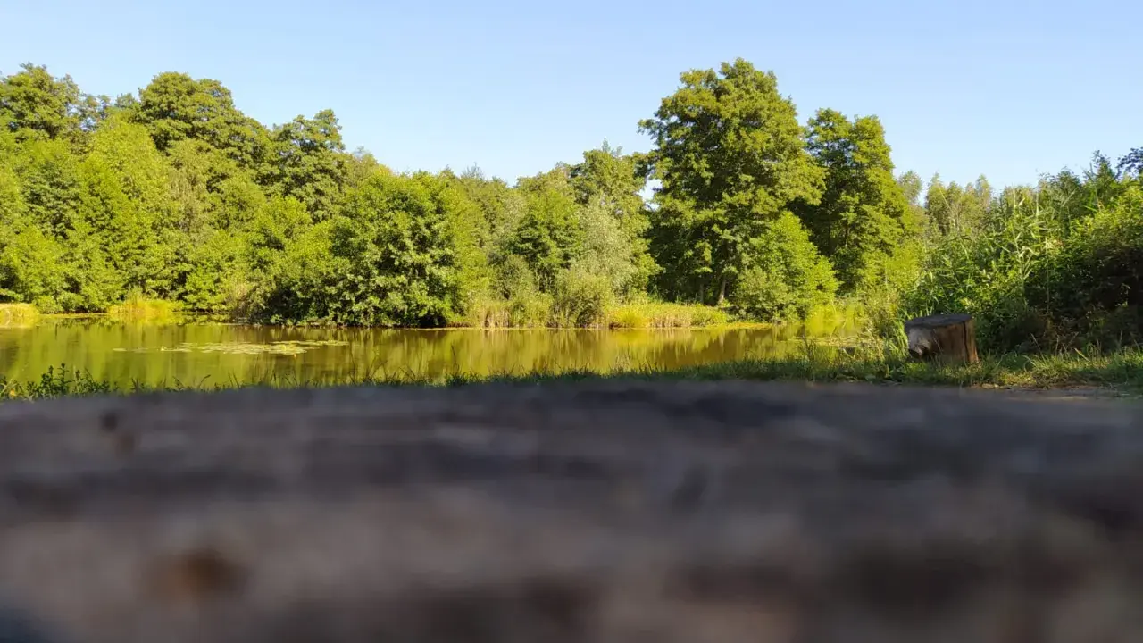 Spokojne jezioro Mąkolno otoczone bujną zielenią drzew. Woda odbija promienie słońca, tworząc złocisty blask.