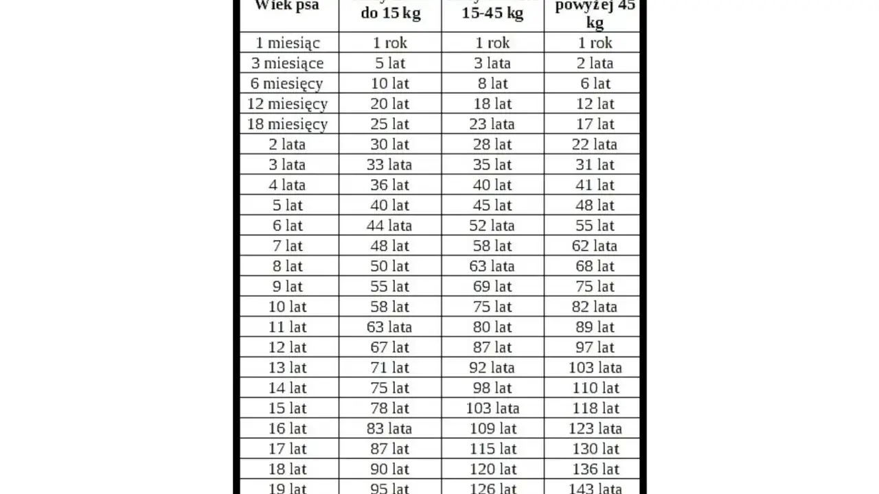 4 lata psa ile to ludzkich? Tabela pokazuje, że dla małych ras to 36 lat, średnich 40 lat, a dużych 41 lat.