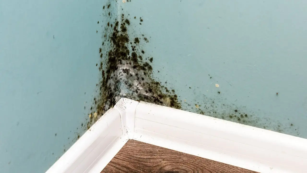 Angolo di una stanza con muffa nera e giallastra sulle pareti azzurre, segno di umidità e di **perché si forma la muffa in casa**.