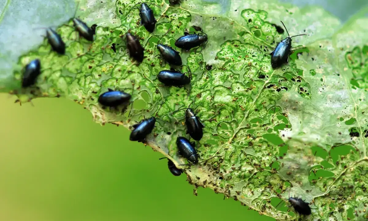 Petites altises noires dévorent une feuille verte. Un traitement naturel est nécessaire pour protéger les cultures.