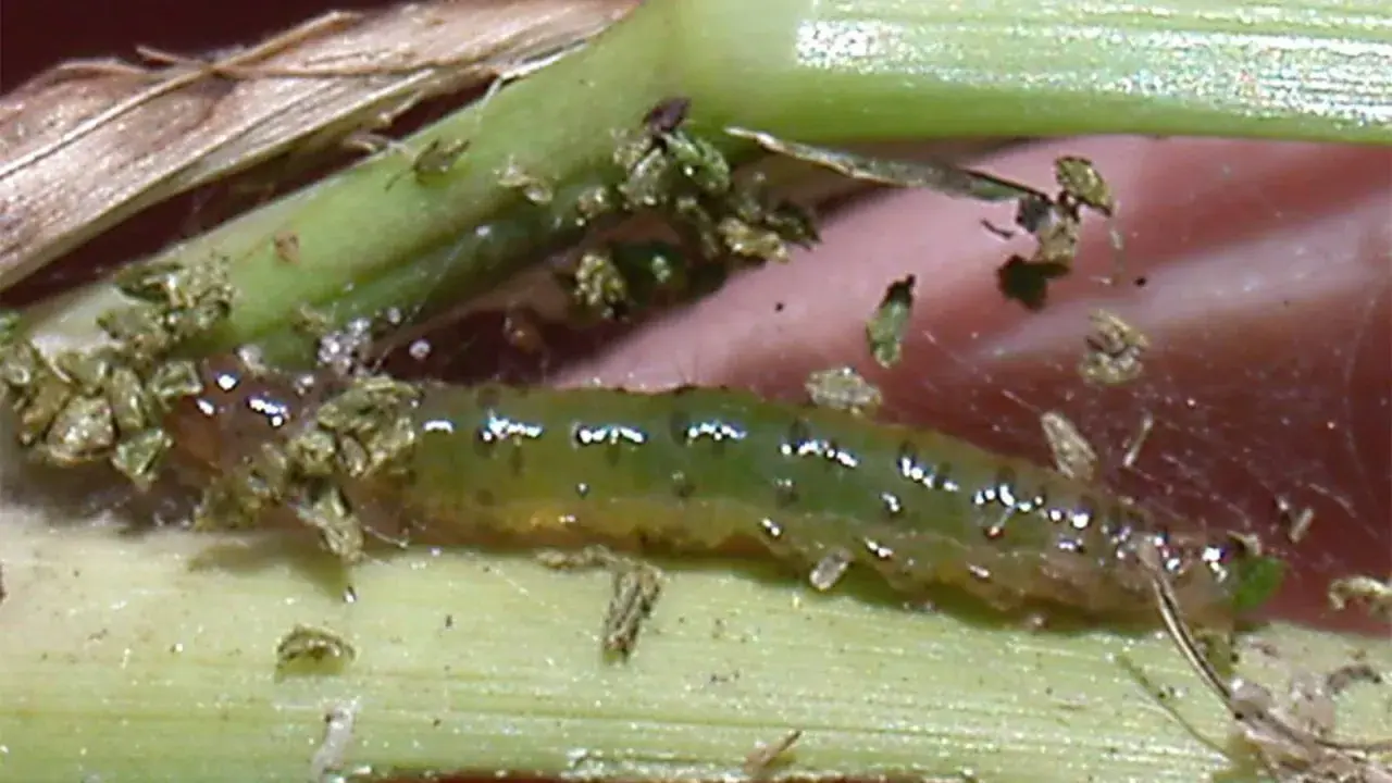 A green sod webworm larva, a common pest, is shown on grass blades. This image highlights the need for effective sod webworm treatment to protect lawns.