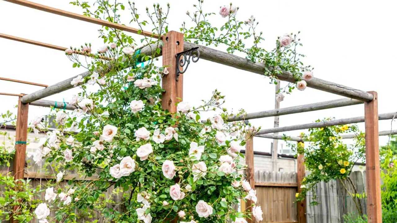 A climbing rose with pale pink flowers is trained on a wooden pergola.