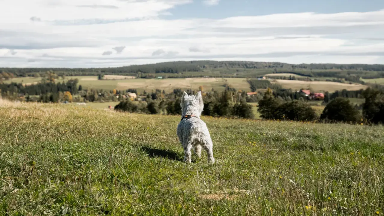 West highland white terrier na tarnicy, wpatrzony w krajobraz.