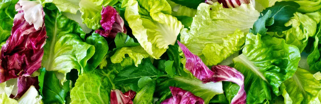 Un mélange coloré de feuilles de laitue verte et de radicchio rouge, prêt à être transformé en une délicieuse salade à couper.
