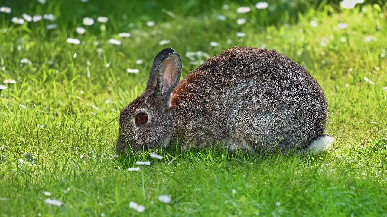 Zajączek w trawie, choć wygląda zdrowo, może być nosicielem pomoru królików.