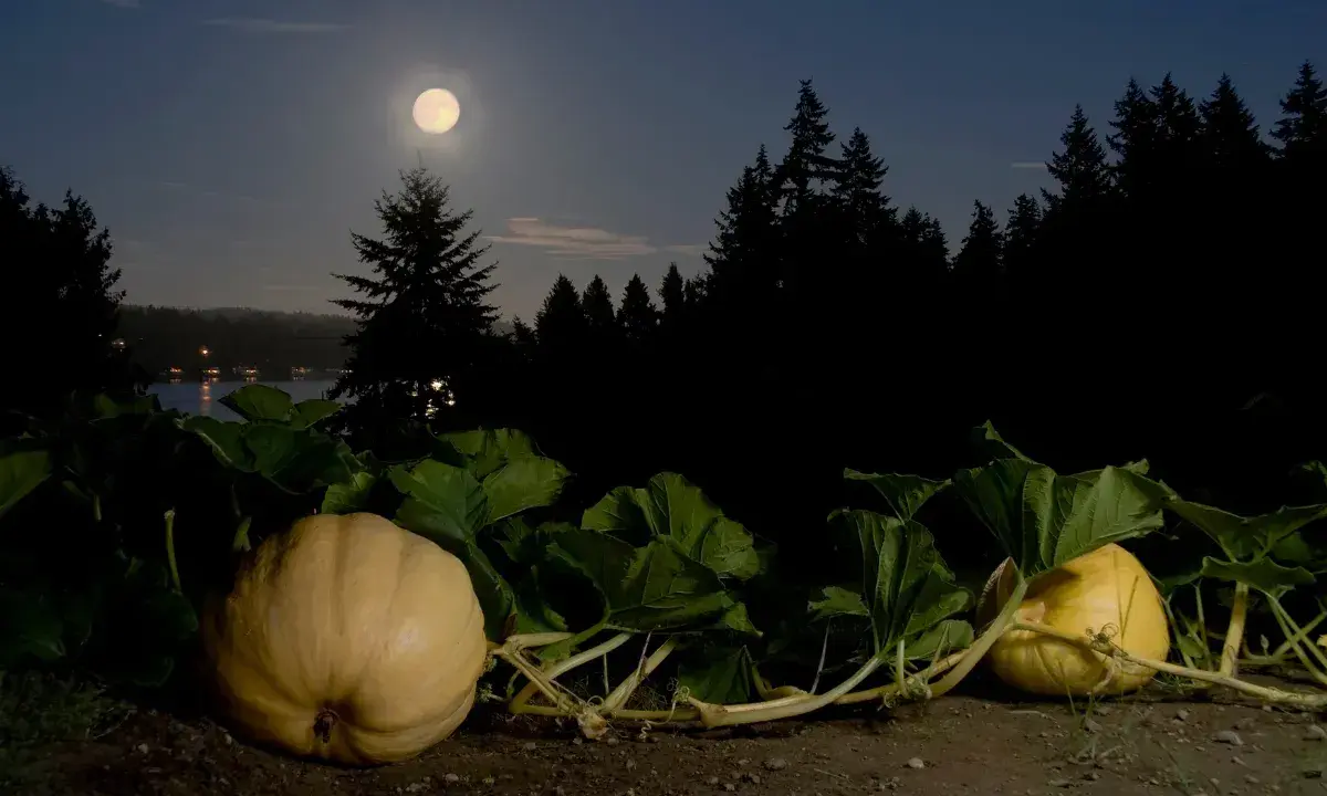 Nuit de pleine lune sur des citrouilles. Une scène mystérieuse pour savoir quand planter les pommes de terre avec la lune.