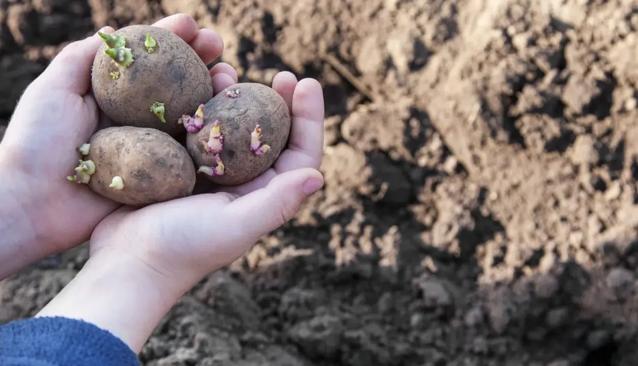 Mains tenant trois pommes de terre germées, prêtes à être plantées dans le potager.