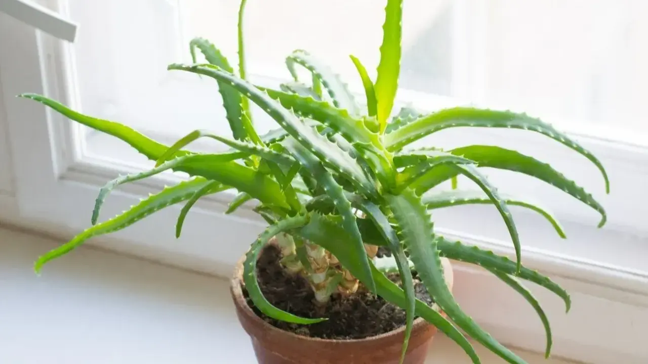 Zielony aloes w glinianej doniczce na parapecie. Dowiedz się, jak ukorzenić aloes, aby cieszyć się jego dobroczynnymi właściwościami.