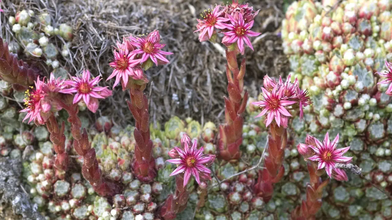 Fleurs roses de joubarbe sur des tiges rouges. Faut-il couper les fleurs de joubarbe ? Ces succulentes sont magnifiques en fleur.