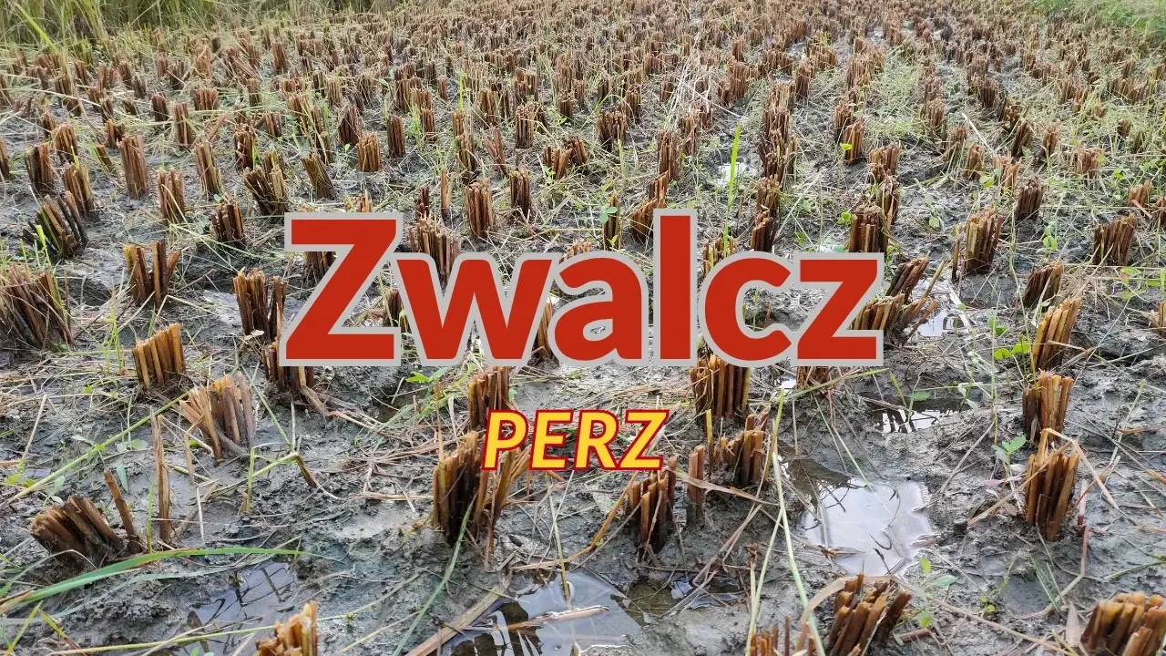 Pole po żniwach, z widocznymi śladami po perzu. Czas na ekologiczny oprysk na perz, by przygotować ziemię na nowy sezon.