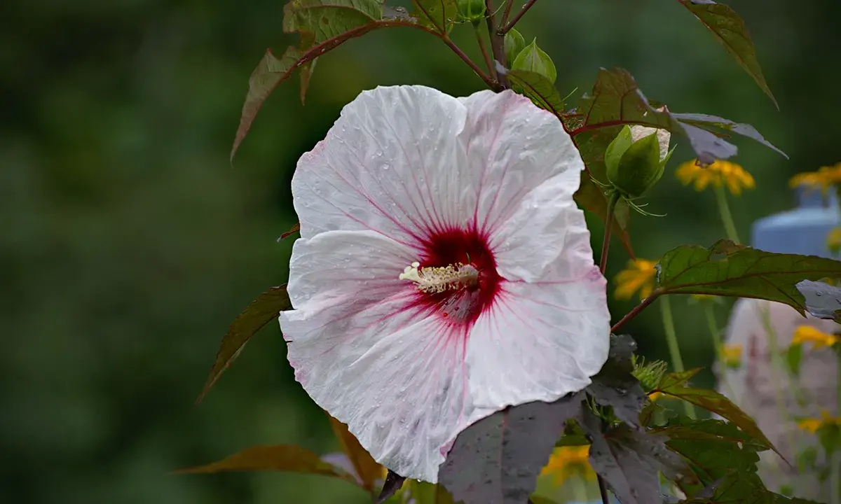 Duży, biały hibiskus bagienny z bordowym środkiem, z kroplami deszczu. Uprawa tej rośliny jest satysfakcjonująca.