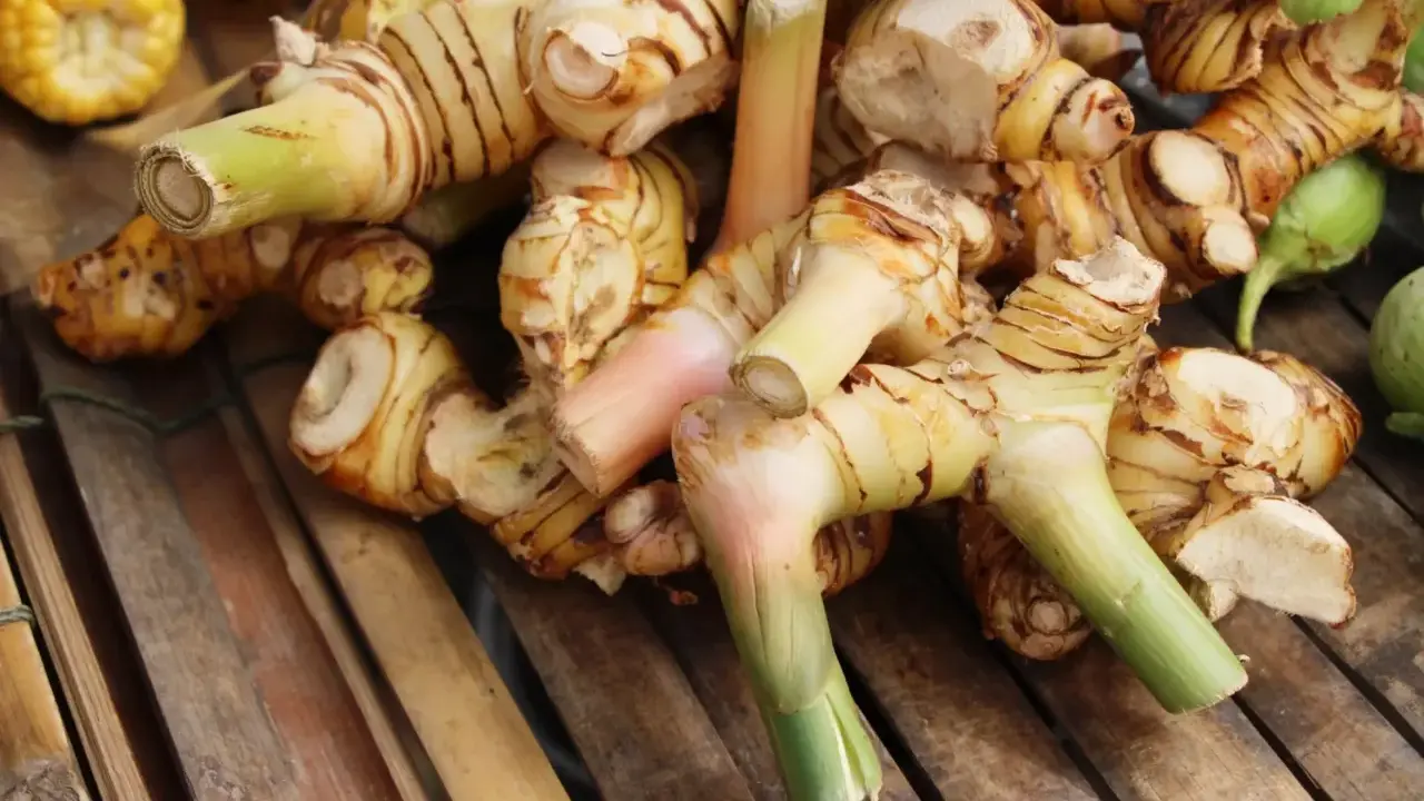 Gros plan sur des rhizomes de galanga frais, prêts à révéler leurs bienfaits. Ces racines aux teintes orangées et vertes promettent saveur et santé.