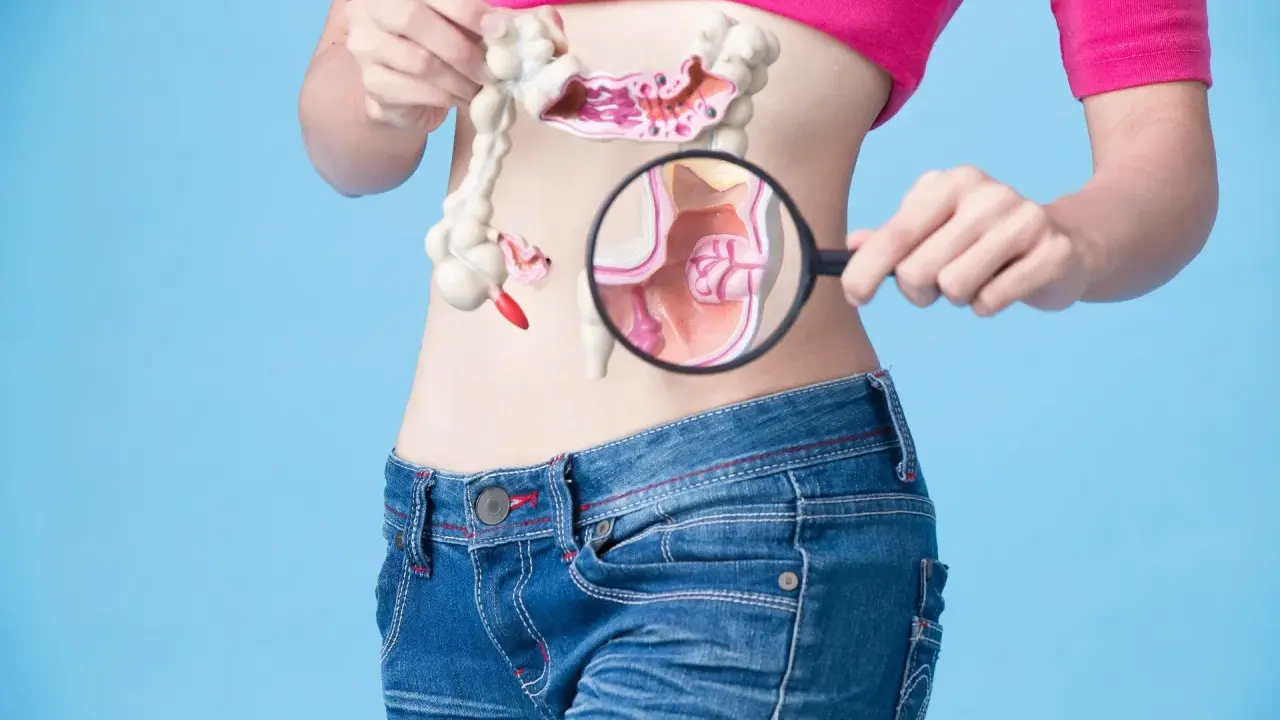 Model jelita grubego, czyli esicy, badany przez lupę.