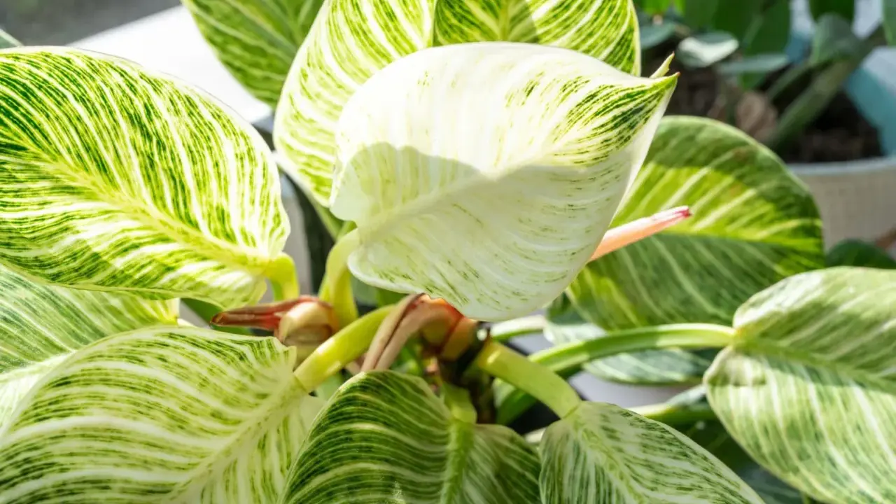 Philodendron Birkin z białymi prążkami na zielonych liściach, tworzącymi unikalny wzór.