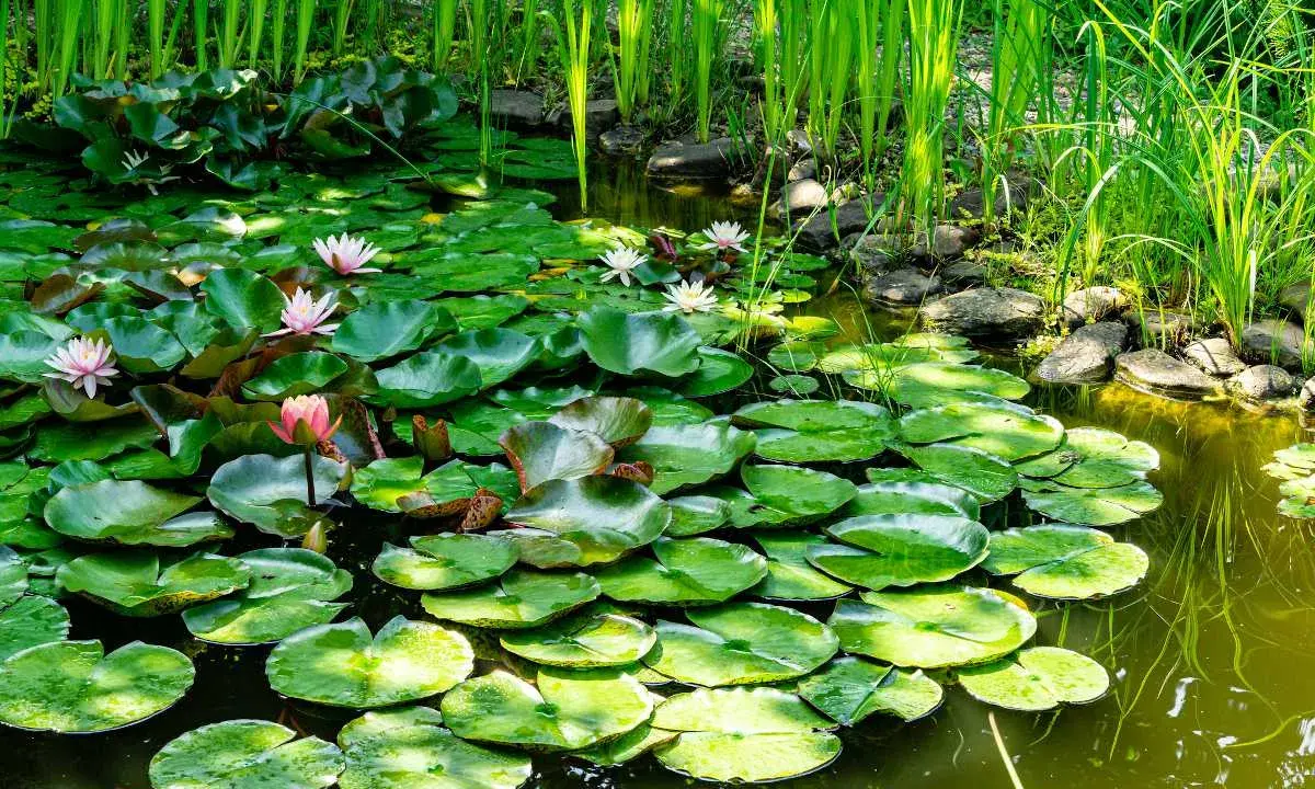 Un étang de jardin paisible, couvert de nénuphars aux fleurs roses et blanches, avec des roseaux verts luxuriants en arrière-plan.