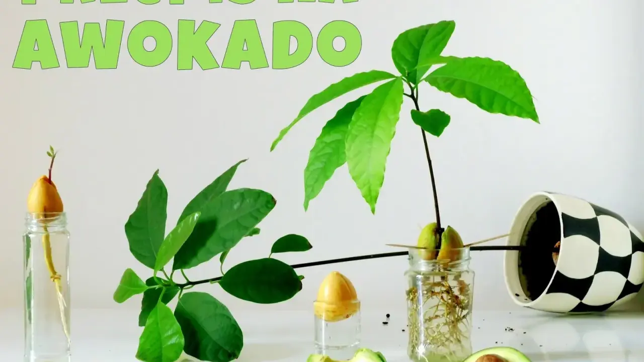 Jak posadzić pestkę awokado: od kiełkowania w wodzie po młode roślinki. Widać pestki w wodzie, pędy i liście.