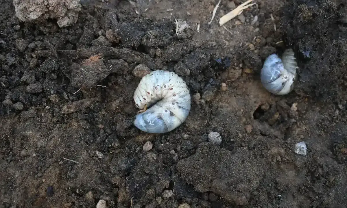 Gros vers blancs, larves de hanneton, se tortillent dans la terre sombre, potentiellement dans les pots de fleurs.