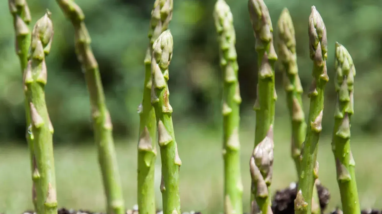 Des jeunes pousses d'asperges vertes émergent du sol, montrant comment poussent les asperges.