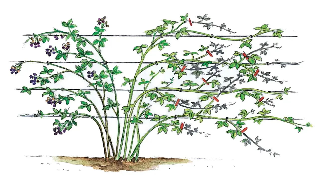Brombeeren wachsen am Spalier. Grüne Triebe mit Beeren und Zweige mit roten Markierungen sind zu sehen.