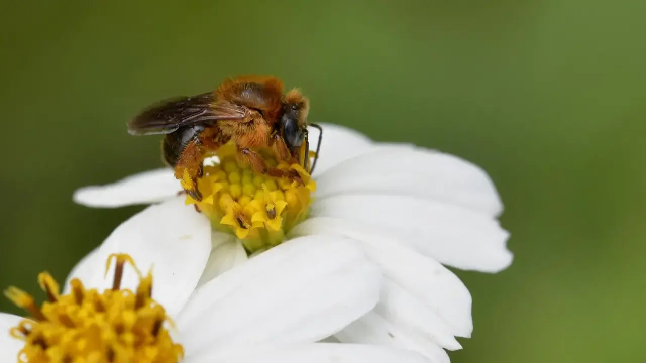 Une abeille melipona, toute poilue, butine le cœur jaune d'une fleur blanche.
