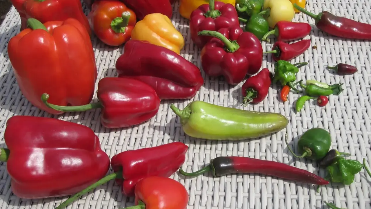 Un assortiment coloré de poivrons et piments. Combien donne un pied de poivron ? Difficile à dire avec cette belle récolte !