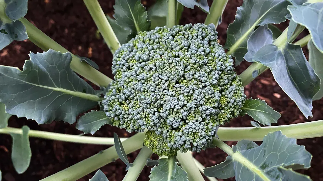 Gros plan sur une tête de brocoli verte et dense, entourée de feuilles larges et bleutées. Le sol brun est visible en arrière-plan. Un beau spécimen de planter brocolis.