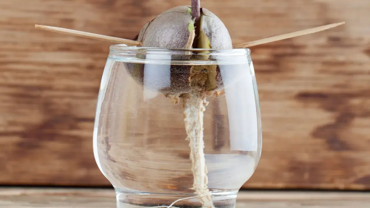 Un avocat germe dans un verre d'eau, prêt à pousser. Combien de temps pour faire pousser un avocat ?