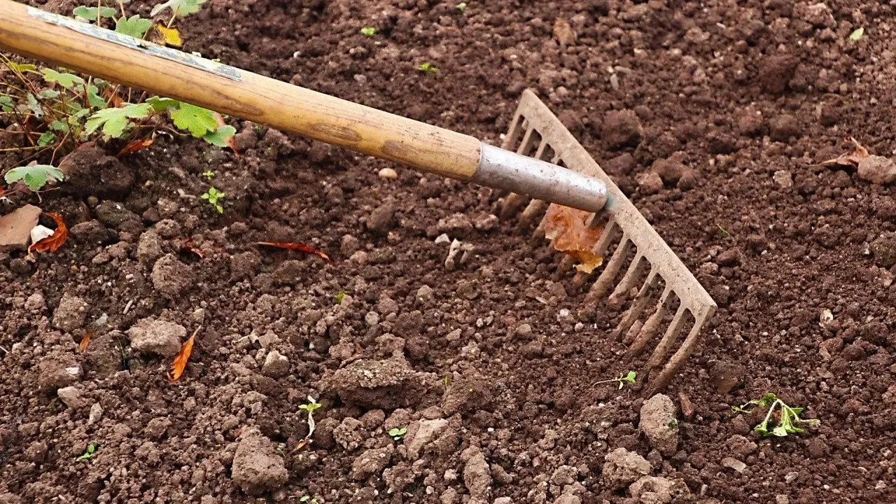 Grabie zagłębiają się w ziemię, przygotowując glebę pod nawóz mocznik. Widać młode kiełki i liście.