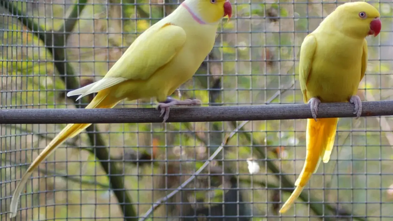 Due parrocchetti dal collare giallo, uno di profilo e l'altro di spalle, riposano su un posatoio davanti a una rete.
