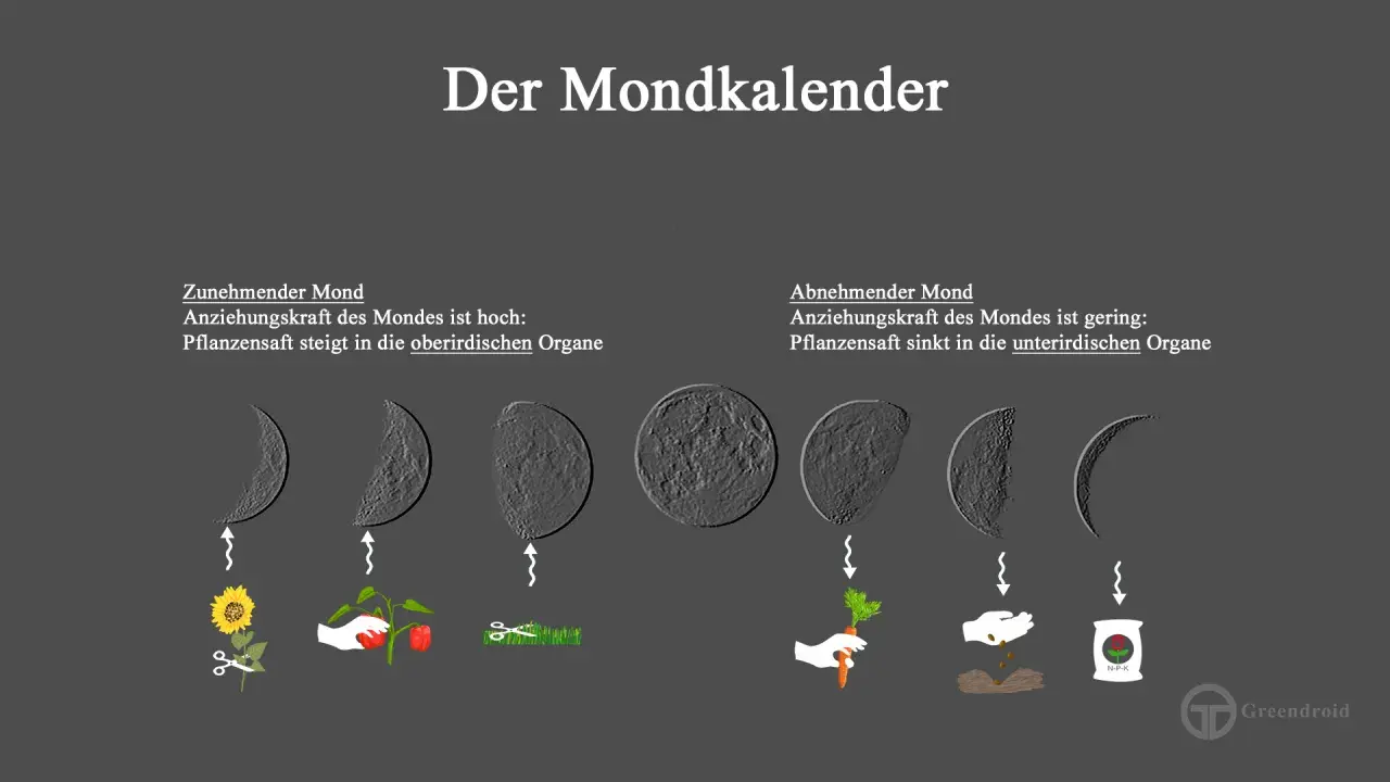 Der Mondkalender zeigt, wie der Mond den Garten beeinflusst: Zunehmender Mond fördert oberirdisches Wachstum, abnehmender Mond unterirdisches.