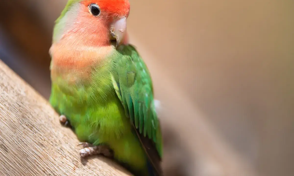 Pappagallino in posa su un ramo. Se noti apatia o piume arruffate, potresti chiederti come capire se un pappagallo sta morendo.