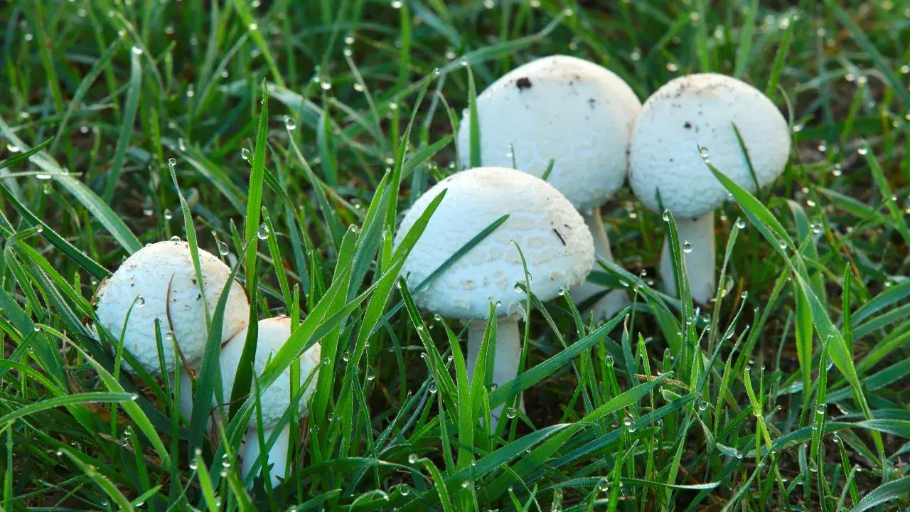 A cluster of white lawn mushrooms emerges from dewy green grass, glistening with morning droplets.